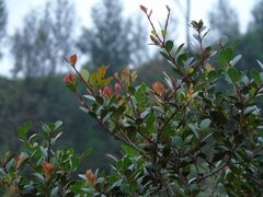Vaccinium varingiifolium