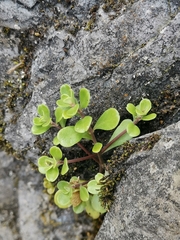 Sedum emarginatum