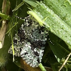 Lacinipolia implicata