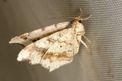 Macaria alternata