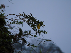 Hypericum leschenaultii