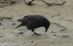 Corvus corone