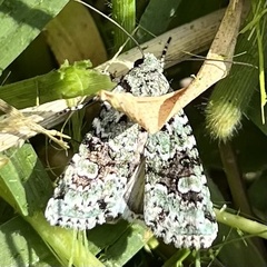 Lacinipolia implicata