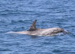 Grampus griseus