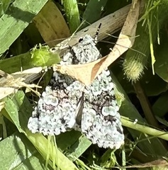 Lacinipolia implicata