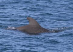 Globicephala