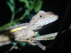 Diploderma swinhonis