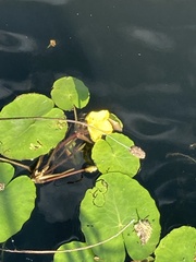 Nymphoides peltata