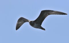 Stercorarius longicaudus