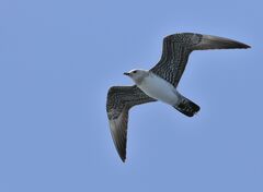 Stercorarius longicaudus