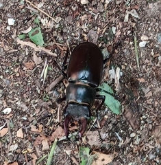 Lucanus cervus