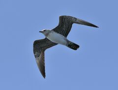 Stercorarius longicaudus