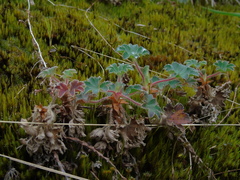 Alchemilla villosa
