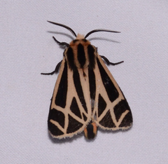 Apantesis phalerata