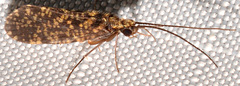 Dolophilodes distinctus