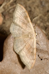 Idaea degeneraria