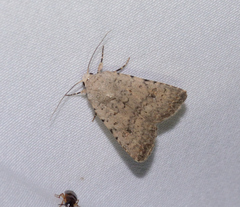 Caradrina clavipalpis