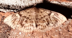 Anticarsia gemmatalis