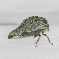 Telamona westcotti