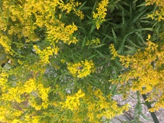 Anthophila