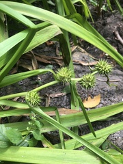 Sparganium americanum