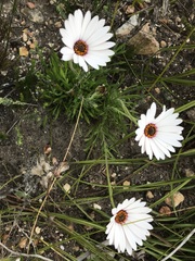 Dimorphotheca nudicaulis