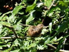 Troglodytes troglodytes