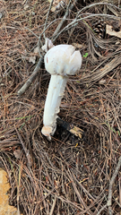 Hypomyces hyalinus