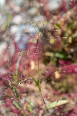 Panicum miliaceum ruderale