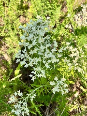 Pseudognaphalium obtusifolium