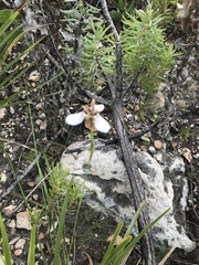 Moraea unguiculata