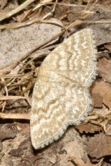 Scopula immorata