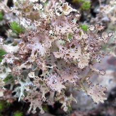 Cladonia multiformis