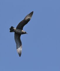 Stercorarius longicaudus