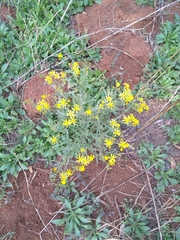 Osteospermum muricatum