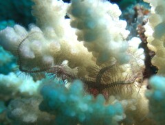 Ophiothrix
