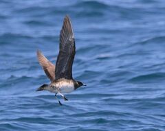 Stercorarius longicaudus