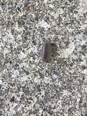 Armadillidium