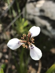 Moraea unguiculata