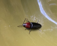 Parallelostethus attenuatus