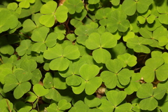 Oxalis acetosella