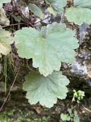 Heuchera