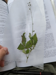 Agrimonia gryposepala