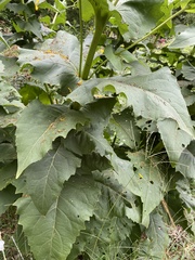 Silphium perfoliatum