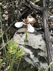 Moraea unguiculata