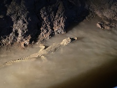 Caiman crocodilus