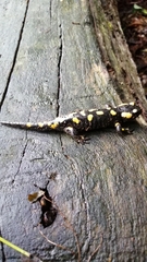 Salamandra salamandra