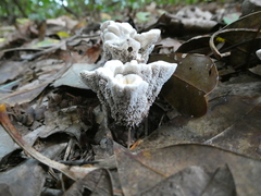 Phellodon niger