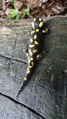 Salamandra salamandra