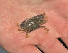 Portunidae